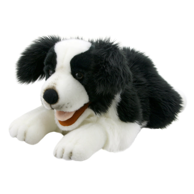 Playful Puppies: Border Collie - Ingram